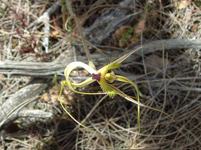 Caladenia - orchidaceae_spider1.jpg